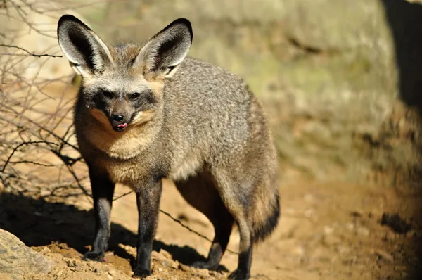 Bat-eared fox — Stock Photo, Image