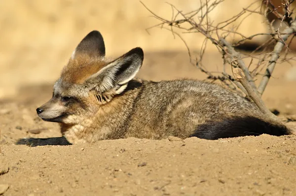 Renard à oreilles chauves-souris — Photo