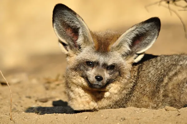 Volpe dalle orecchie di pipistrello — Foto Stock