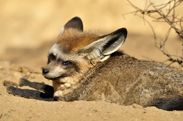 Renard à oreilles chauves-souris — Photo