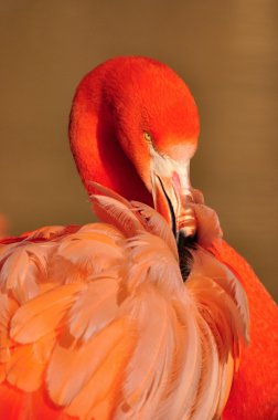 American Flamingo on wild nature clipart