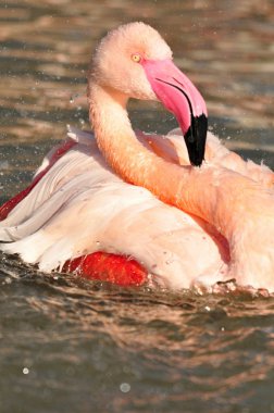 büyük flamingo