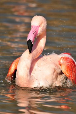 büyük flamingo