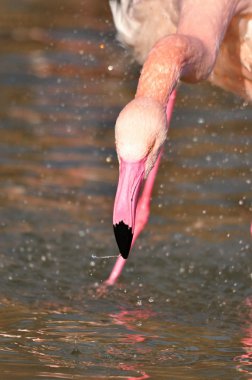 büyük flamingo