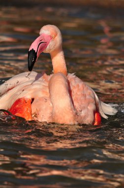 büyük flamingo