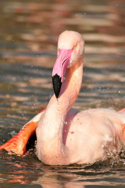 büyük flamingo