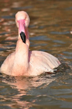 büyük flamingo