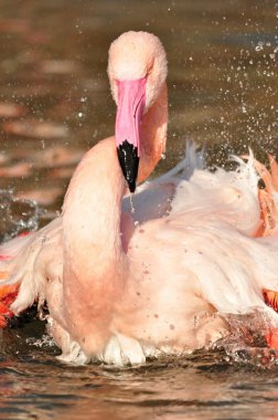 büyük flamingo