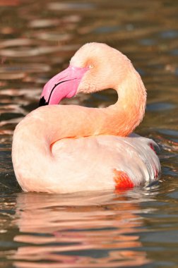 büyük flamingo