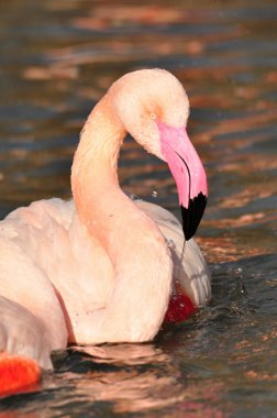 büyük flamingo