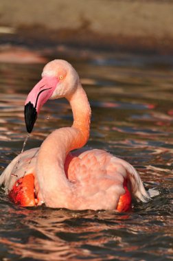 büyük flamingo