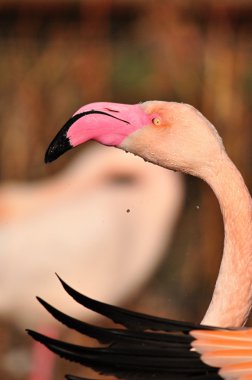 büyük flamingo