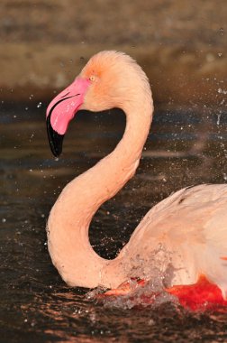 büyük flamingo