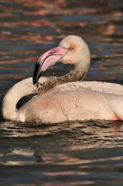 büyük flamingo