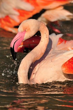 büyük flamingo