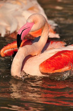 büyük flamingo