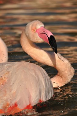 büyük flamingo