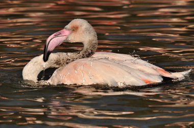 büyük flamingo