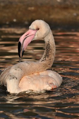 büyük flamingo