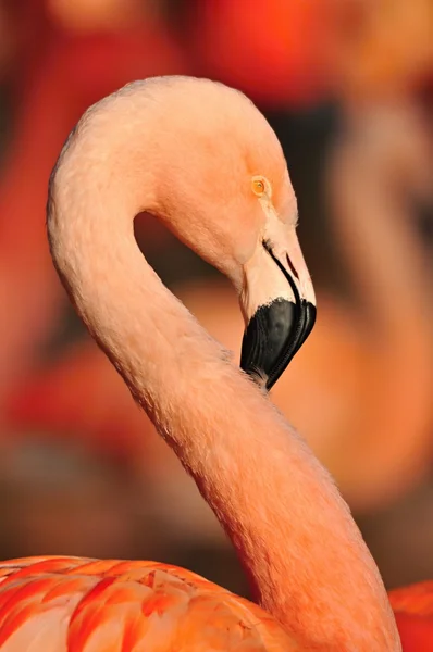 Flamingo — Stock Photo, Image