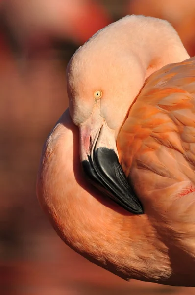Flamingo — Stock fotografie