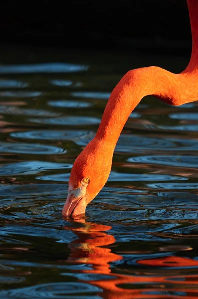 Flamingo — Stock fotografie