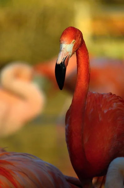 Flamingo — Stock fotografie