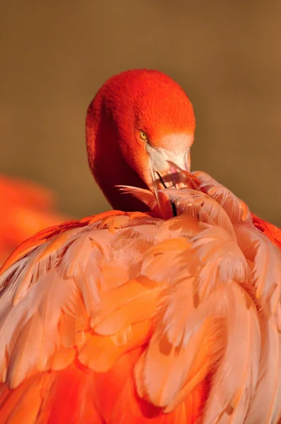 American Flamingo on wild nature — Stock Photo, Image