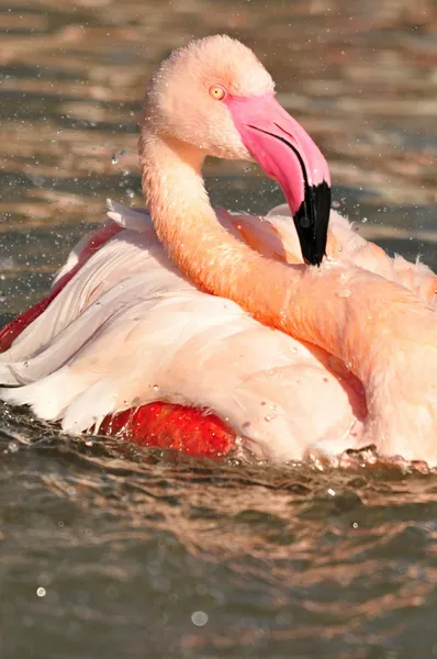 Greater Flamingo — Stock Photo, Image