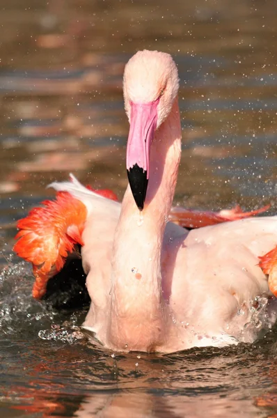 Greater Flamingo — Stock Photo, Image