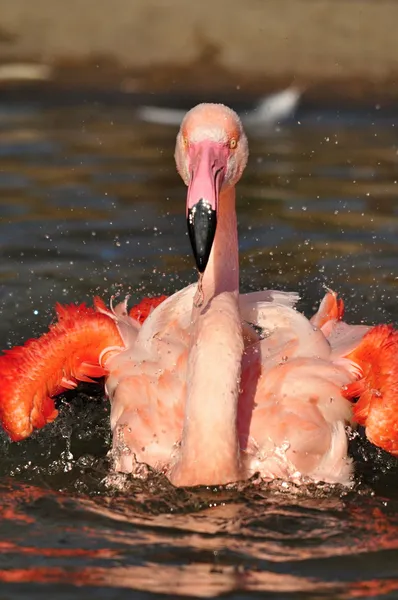 Grotere flamingo — Stockfoto