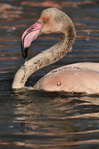 Greater Flamingo — Stock Photo, Image