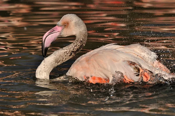 Greater Flamingo — Stock Photo, Image