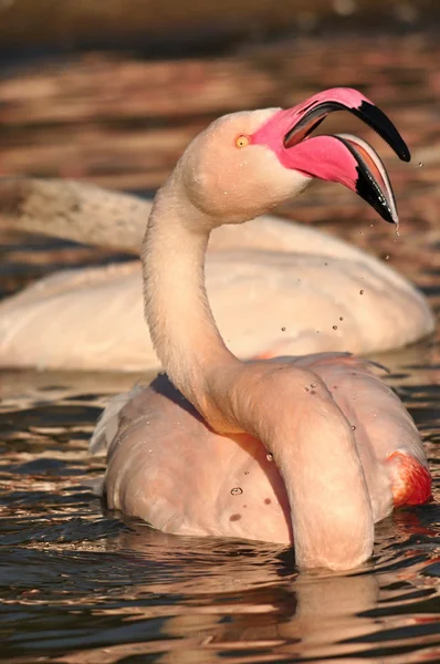 büyük flamingo
