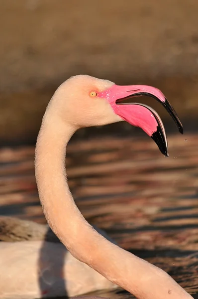 Großer Flamingo — Stockfoto