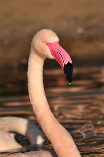 Större flamingo — Stockfoto