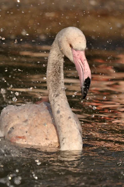 Större flamingo — Stockfoto