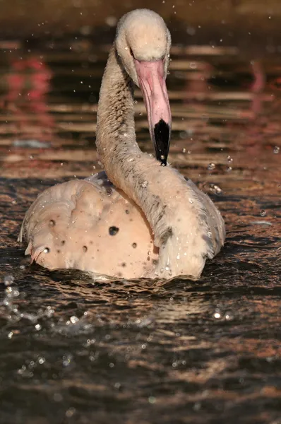 Större flamingo — Stockfoto