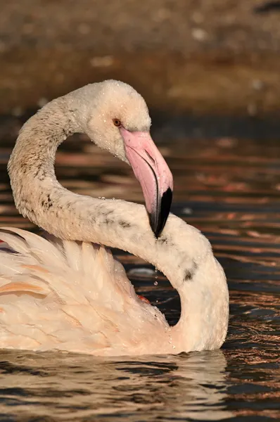 Större flamingo — Stockfoto