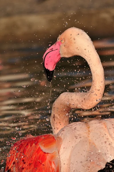 Büyük flamingo — Stok fotoğraf