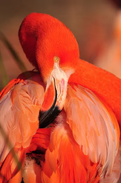 美国火烈鸟在野生自然 免版税图库照片