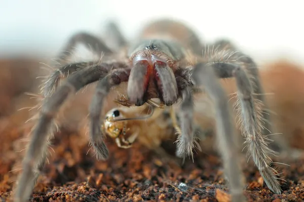 Spinne — Stockfoto