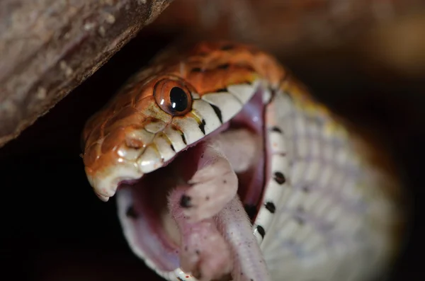 Snake — Stock Photo, Image