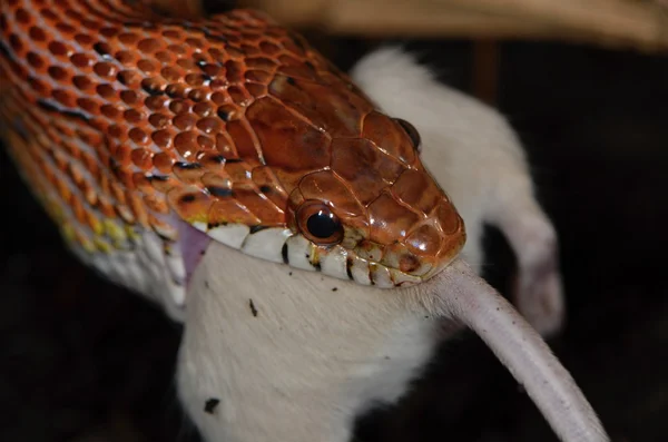 Serpente — Fotografia de Stock