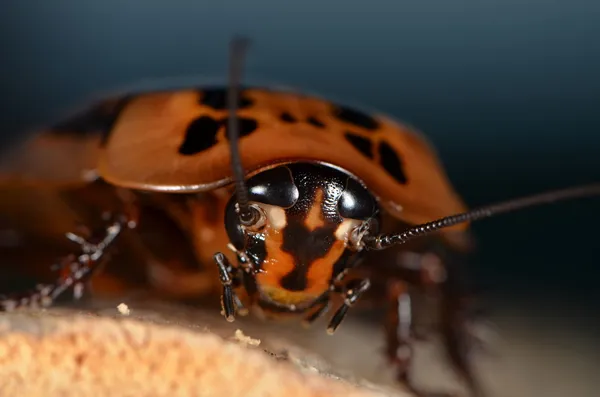 Cockroach — Stock Photo, Image