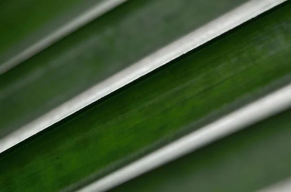 Leaf — Stock Photo, Image