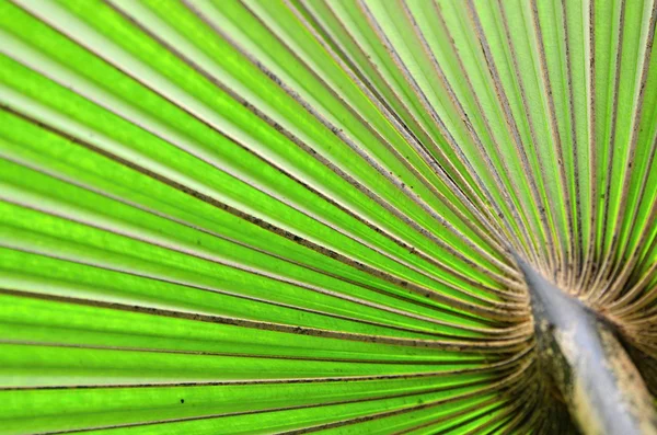 Leaf — Stock Photo, Image