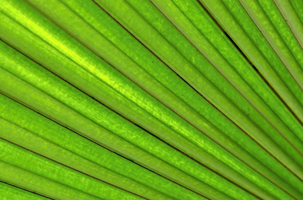 Leaf — Stock Photo, Image