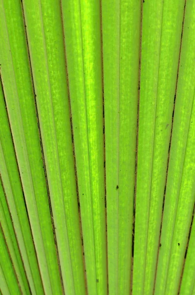 Leaf — Stock Photo, Image