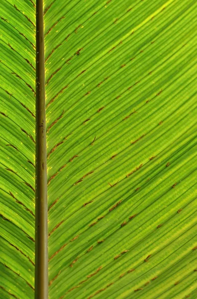 Contexto — Fotografia de Stock